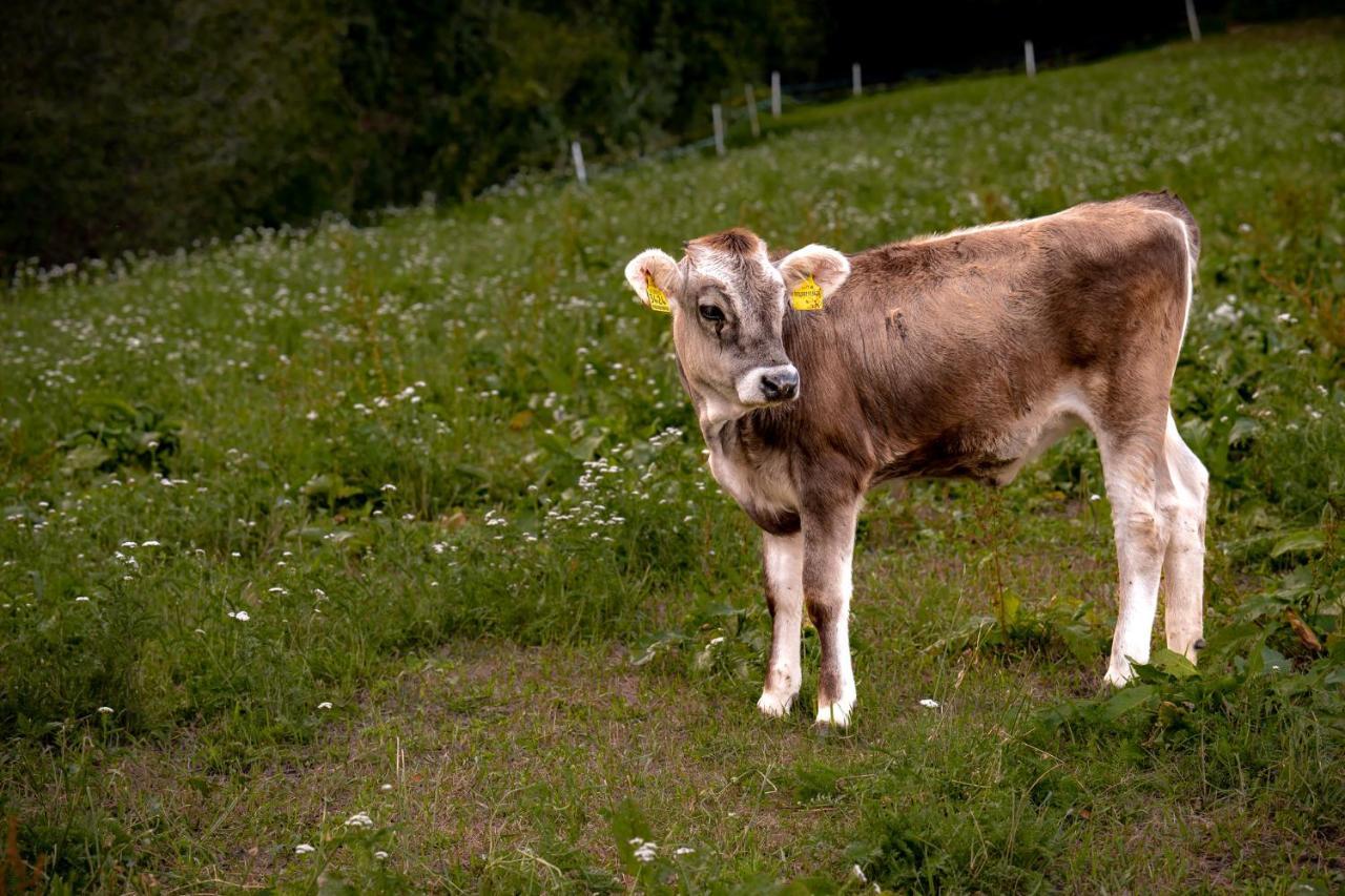 Stillehof - Ferienwohnungen Auf Dem Bauernhof- Suedtirol Bressanone Eksteriør bilde